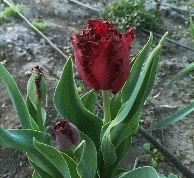 Тюльпан Блэк Джевел 1 уп. (3шт.) 